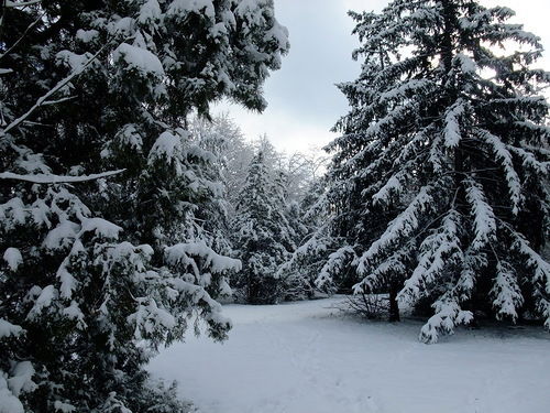 Талдыкорганский Лесхоз