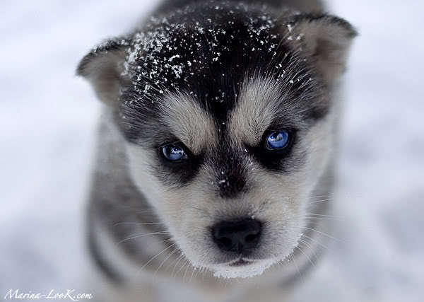 Оксана Тимонина