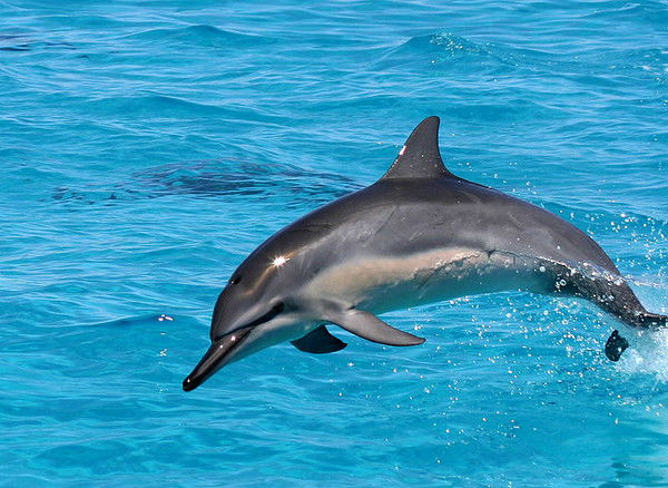 Денис Таранов