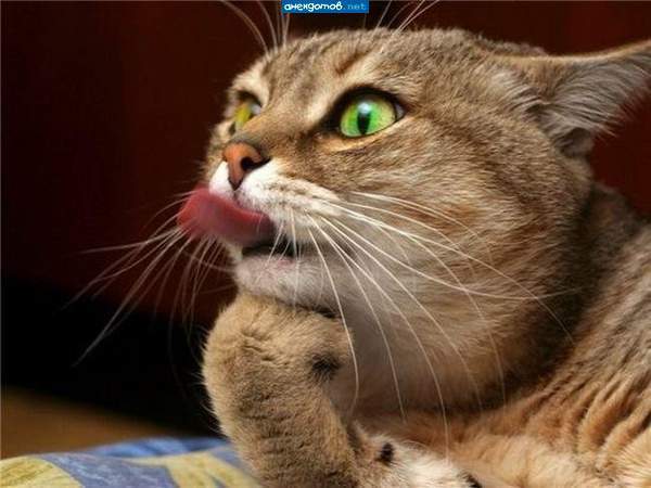 Мария Андренко