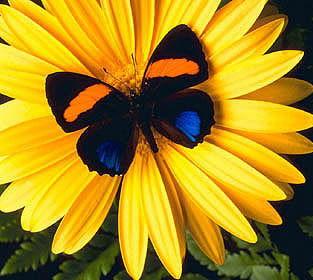 Полина Рейнгардт