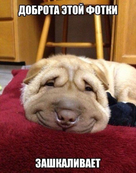 гасайниев заур