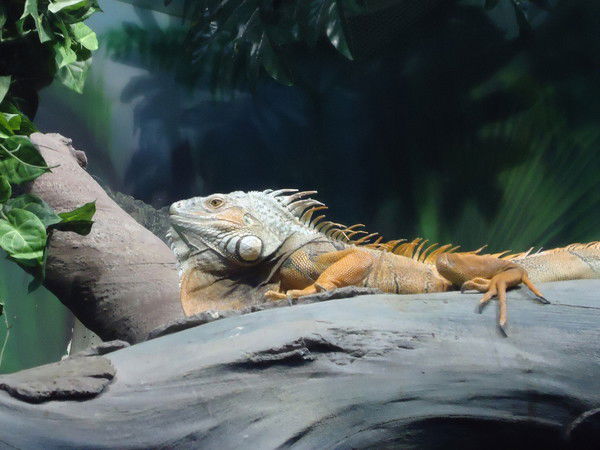 Анжелика Бабкина