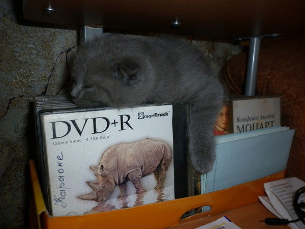 Андрей Науменко