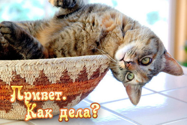 Андрей Хамлов