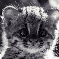 Виктория Гервальд