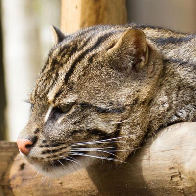 Алина Мягкова