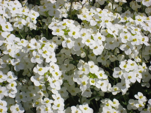 Ольга Исамова