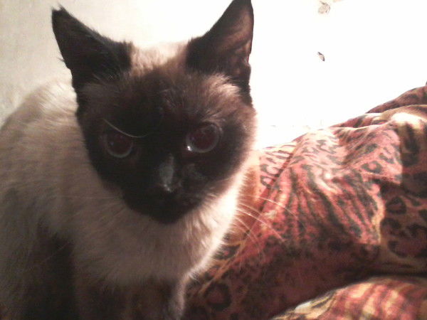 Ванек Макрушин