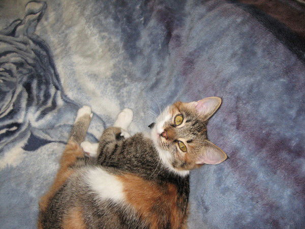 Елена Елена