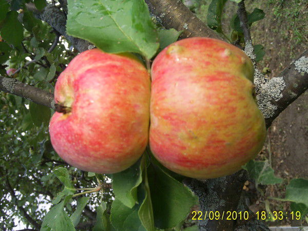 Наталья Кузьмина