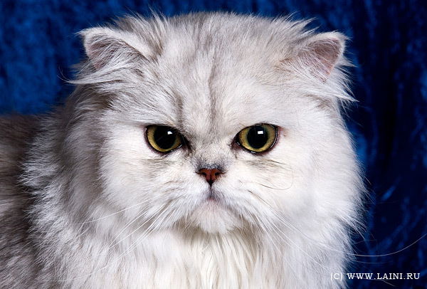 Владимир Капканщиков