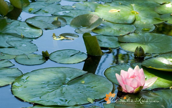 Жанна Курова