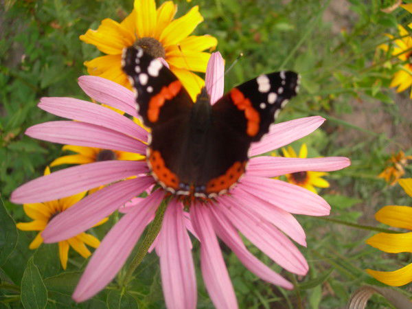 Лариса Конаплева