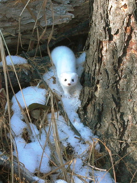 Ким Бархоев