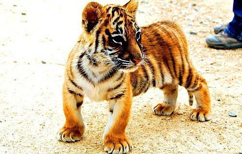 Гулжан Алимбаева