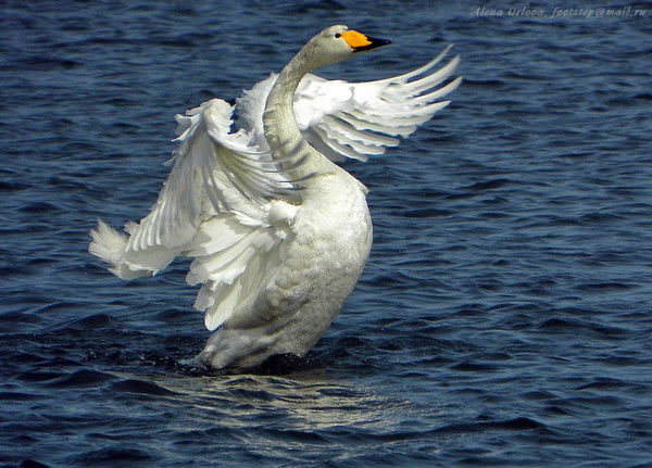 Загипа Айкожаева