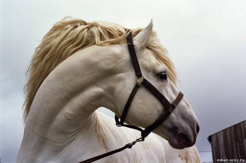 Алишер Мамбетов