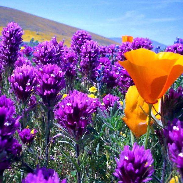 Галина Чалая