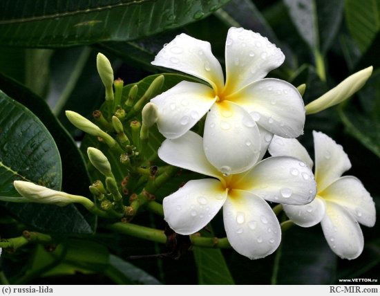 Гулим Ракишева