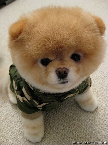 Владимир Петров