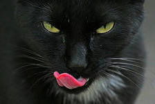 Александра Васильева