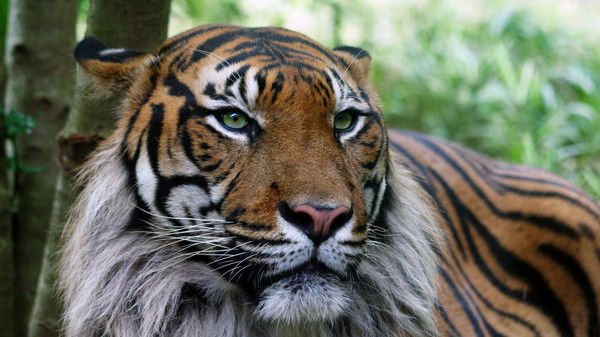 Дмитрий Шевцов