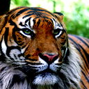 Дмитрий Шевцов