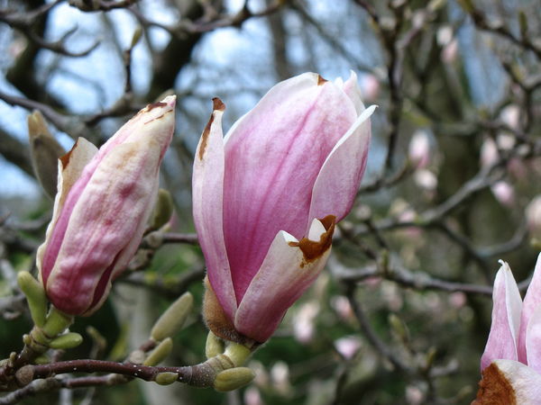 Ирина Смирнова