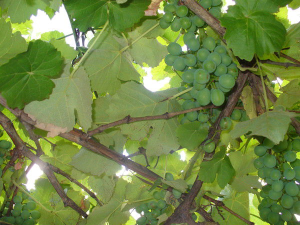 Аллочка Нечаева