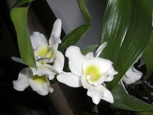 Елена Никулина