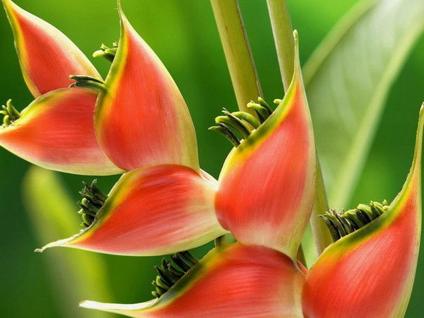 Гульзия Мадиева