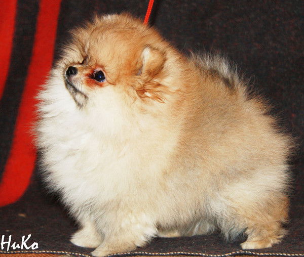 Римма Пузанкова