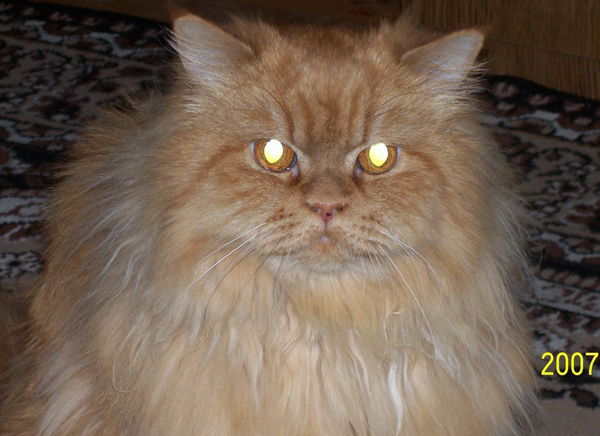 Семья Горбуновых