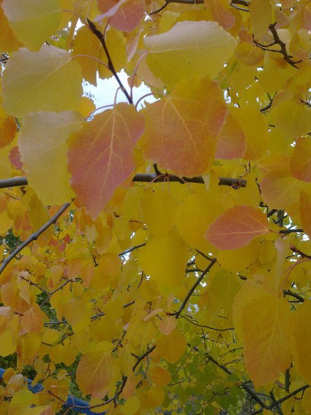 Ирина Бешецкая