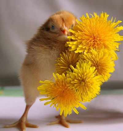 Влад Дулько