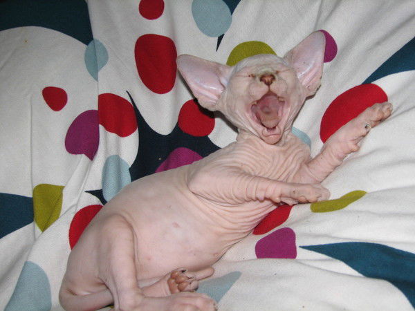 Елена Панкратова