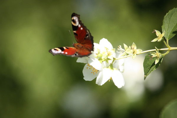 Юлия Косенкова