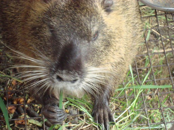 Игорь Давыдов