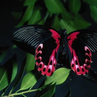 Алсу Ахметова