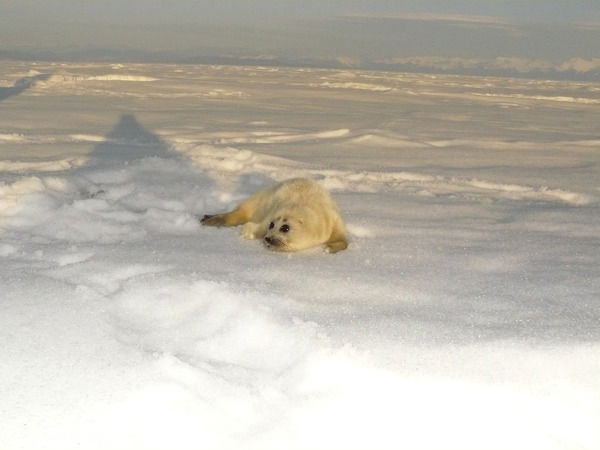 Олег Чесноков