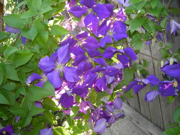 Ася Бакрова