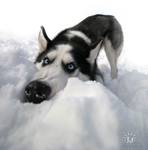 Сергей Джипов