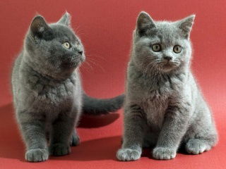 Екатерина Калинина