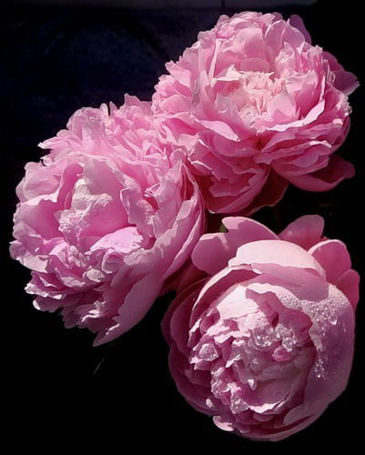 Эльза Ильина