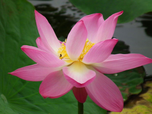 Раджана Гомбоева