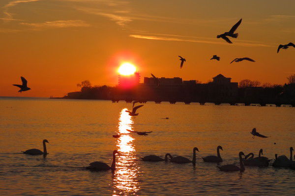 Эдита Гаваши