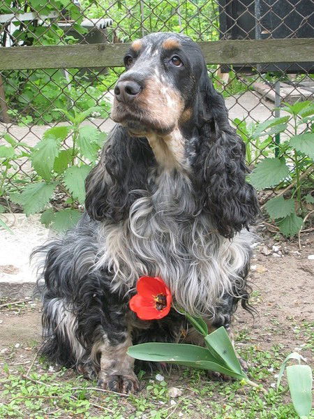 Николай Елизаров