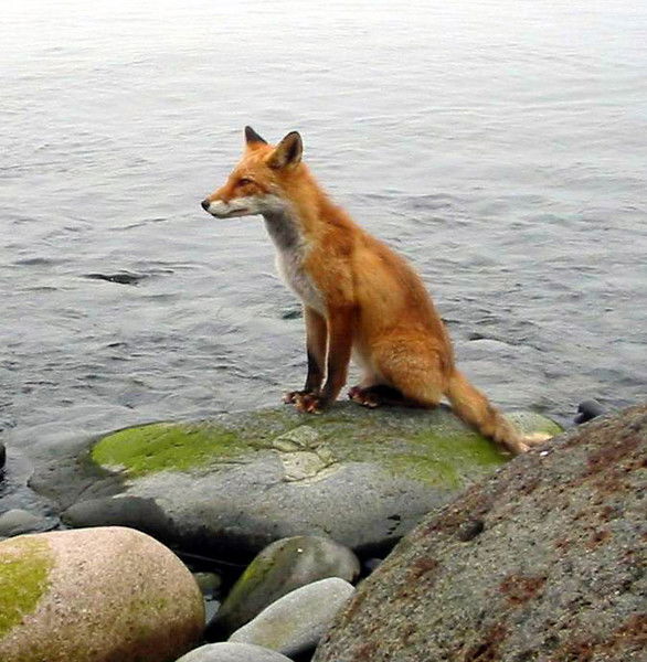 Анастасия Чупрова