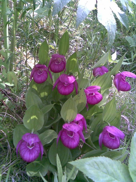 Лесничество Корсаковское